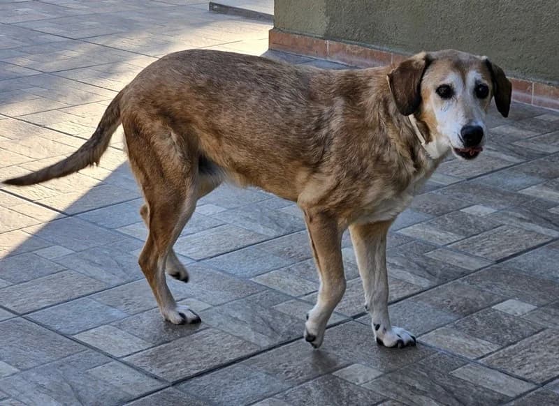 Cleo, female Mixed Breed for adoption at Tierheimhelden — photo 5 of 15