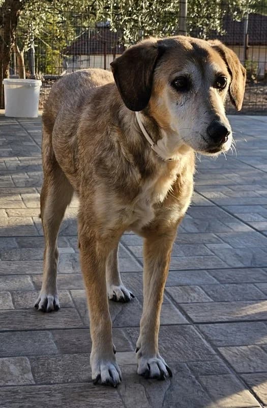 Cleo, female Mixed Breed for adoption at Tierheimhelden — photo 6 of 15
