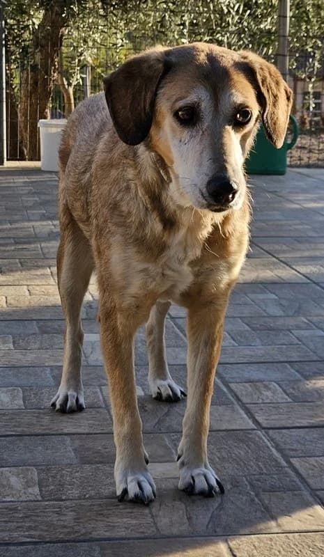Cleo, female Mixed Breed for adoption at Tierheimhelden — photo 7 of 15