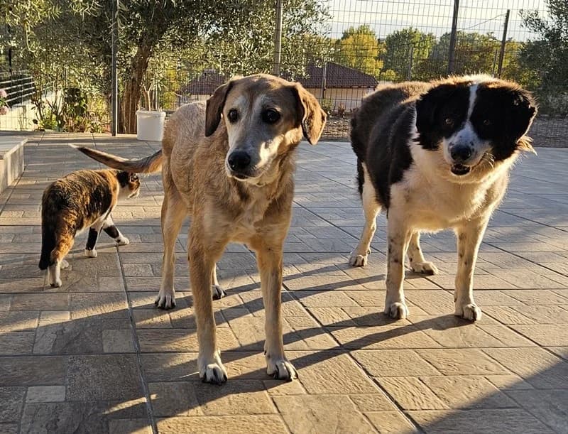 Cleo, female Mixed Breed for adoption at Tierheimhelden — photo 8 of 15