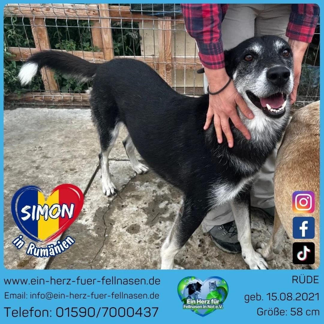 Simon, male Mixed Breed for adoption at Tierheimhelden