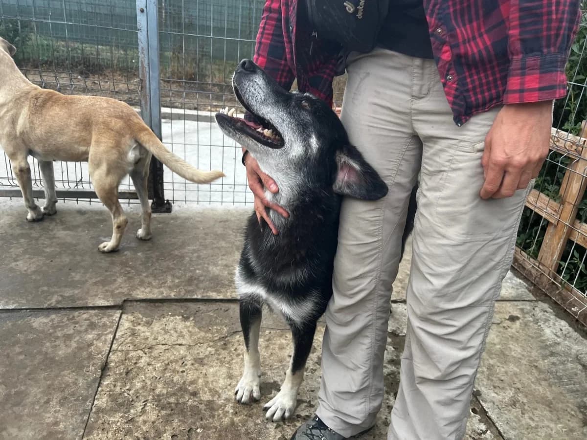 Simon, male Mixed Breed for adoption at Tierheimhelden — photo 2 of 11