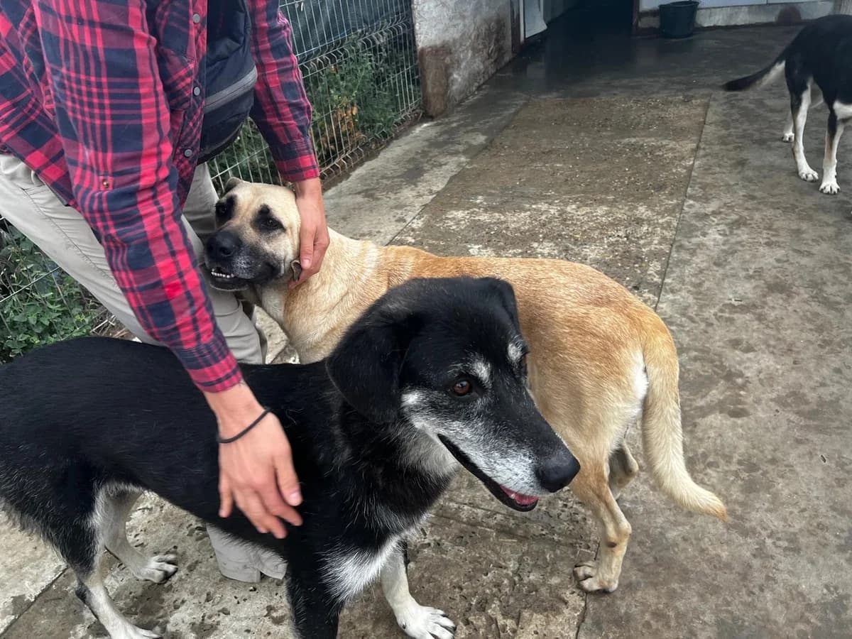 Simon, male Mixed Breed for adoption at Tierheimhelden — photo 3 of 11