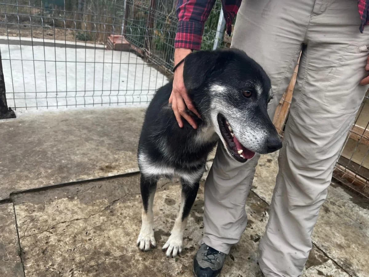 Simon, male Mixed Breed for adoption at Tierheimhelden — photo 4 of 11