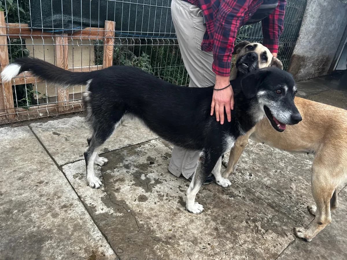 Simon, male Mixed Breed for adoption at Tierheimhelden — photo 5 of 11