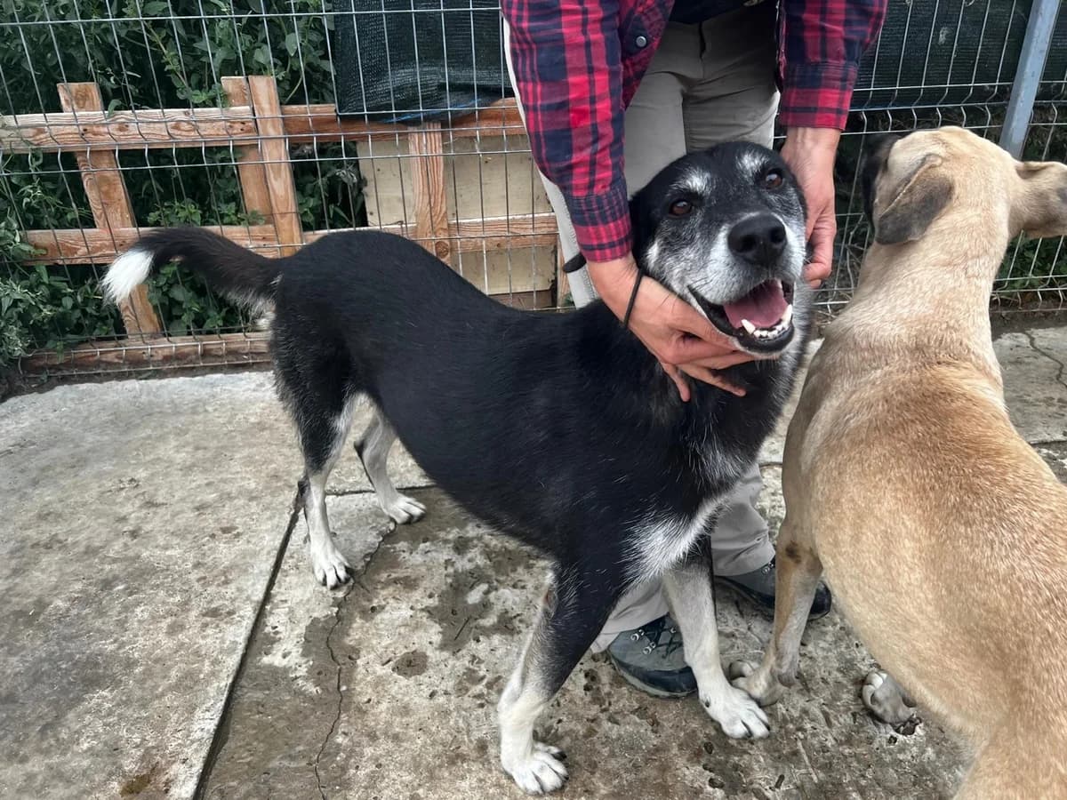 Simon, male Mixed Breed for adoption at Tierheimhelden — photo 6 of 11