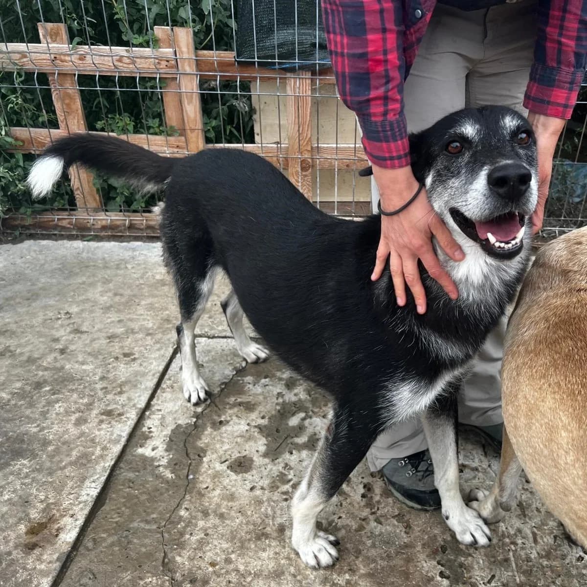 Simon, male Mixed Breed for adoption at Tierheimhelden — photo 7 of 11