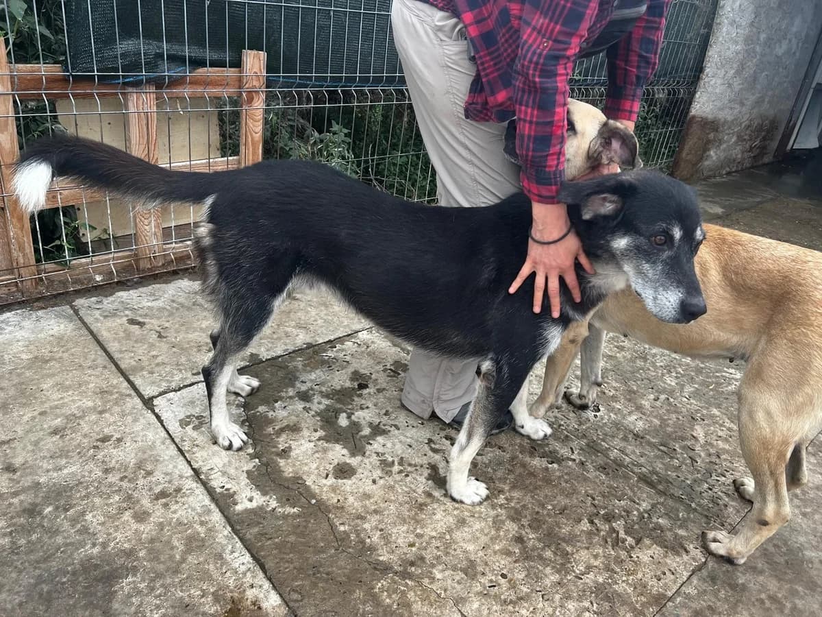 Simon, male Mixed Breed for adoption at Tierheimhelden — photo 8 of 11