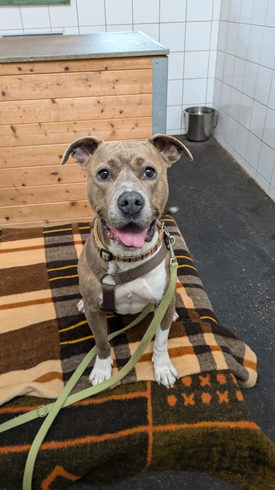 Nora, female American Staffordshire Terrier for adoption at Tierheimhelden