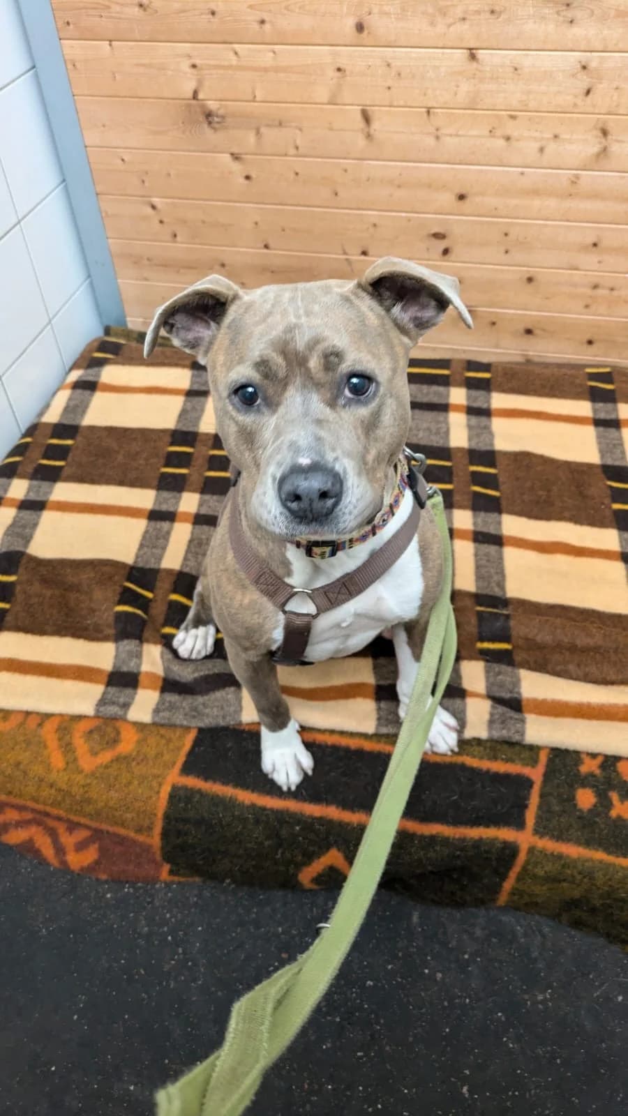 Nora, female American Staffordshire Terrier for adoption at Tierheimhelden — photo 2 of 3