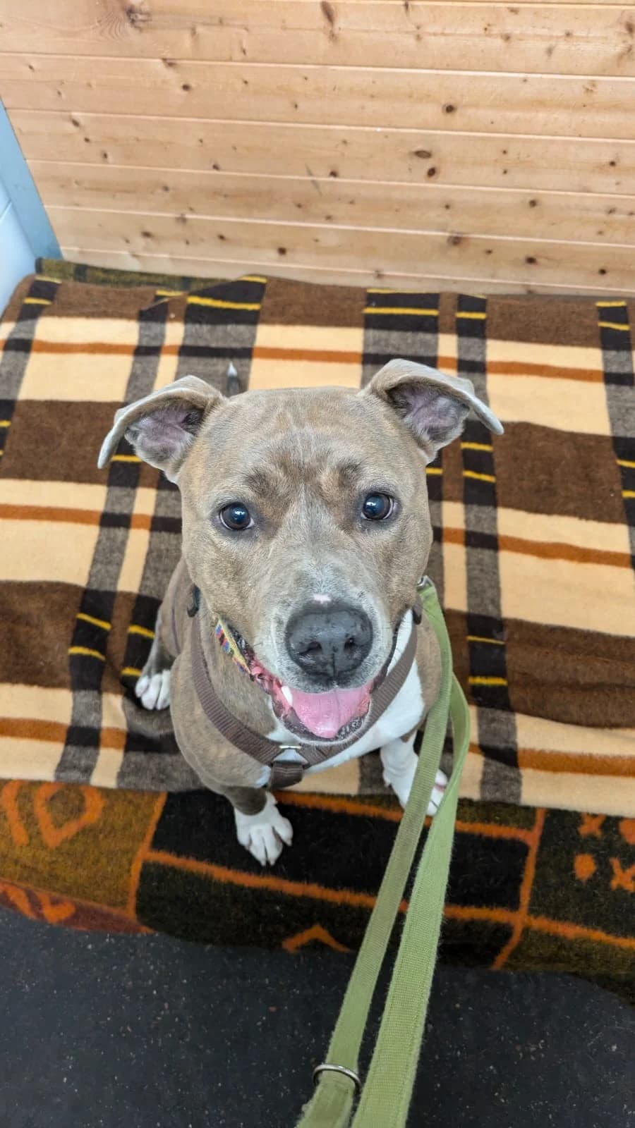 Nora, female American Staffordshire Terrier for adoption at Tierheimhelden — photo 3 of 3