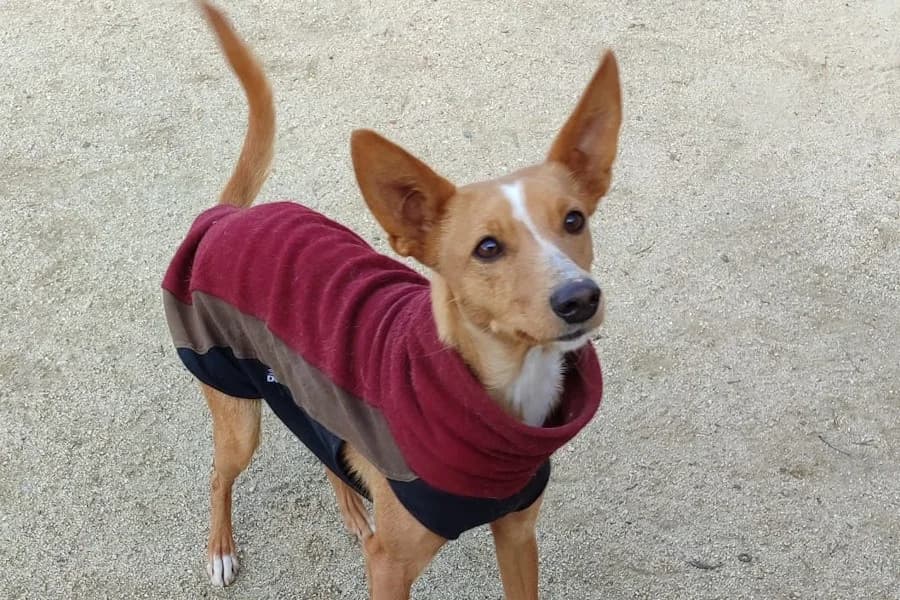 Mia, Tierheim PROA Madrid, female Podenco for adoption at Tierheimhelden