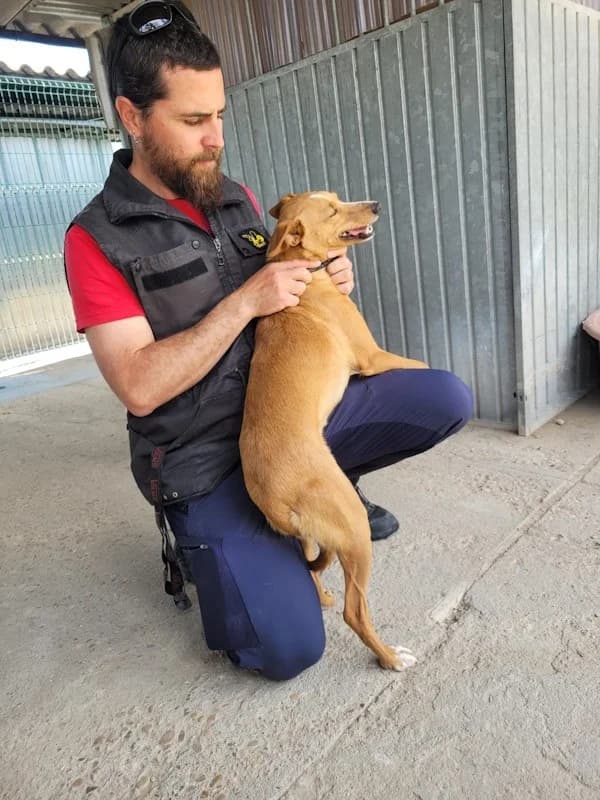 Mia, Tierheim PROA Madrid, female Podenco for adoption at Tierheimhelden — photo 2 of 21