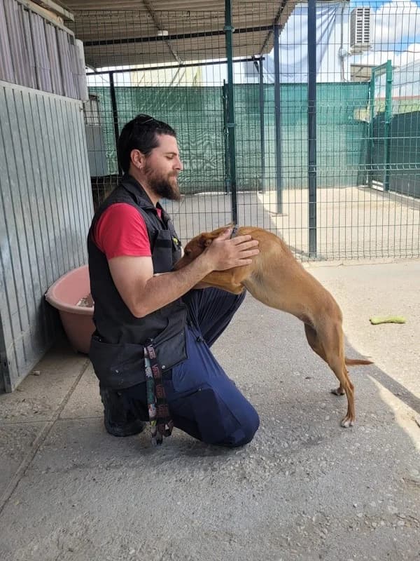 Mia, Tierheim PROA Madrid, female Podenco for adoption at Tierheimhelden — photo 3 of 21