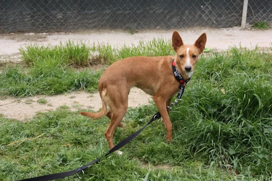 Mia, Tierheim PROA Madrid, female Podenco for adoption at Tierheimhelden — photo 4 of 21