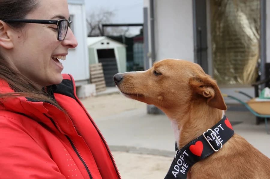 Mia, Tierheim PROA Madrid, female Podenco for adoption at Tierheimhelden — photo 5 of 21