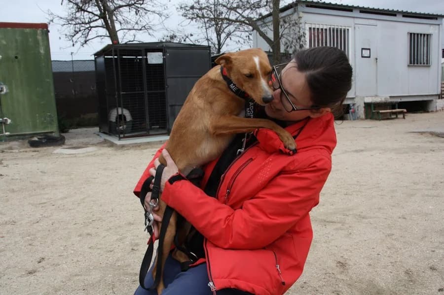 Mia, Tierheim PROA Madrid, female Podenco for adoption at Tierheimhelden — photo 6 of 21