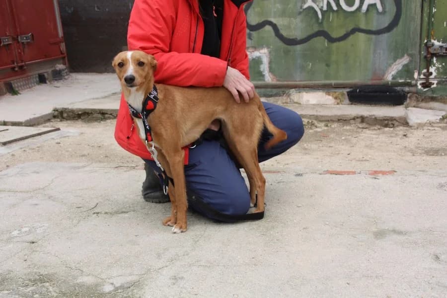 Mia, Tierheim PROA Madrid, female Podenco for adoption at Tierheimhelden — photo 7 of 21