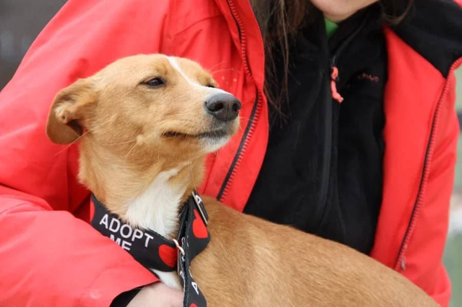 Mia, Tierheim PROA Madrid, female Podenco for adoption at Tierheimhelden — photo 8 of 21