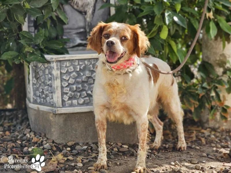 Violet Traumhündin, female Brittany Spaniel for adoption at Tierheimhelden