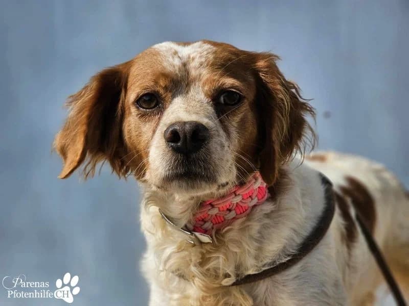 Violet Traumhündin, female Brittany Spaniel for adoption at Tierheimhelden — photo 2 of 9