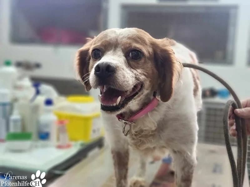 Violet Traumhündin, female Brittany Spaniel for adoption at Tierheimhelden — photo 3 of 9