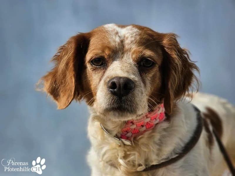 Violet Traumhündin, female Brittany Spaniel for adoption at Tierheimhelden — photo 4 of 9