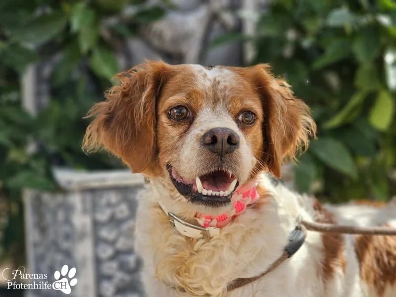 Violet Traumhündin, female Brittany Spaniel for adoption at Tierheimhelden — photo 5 of 9