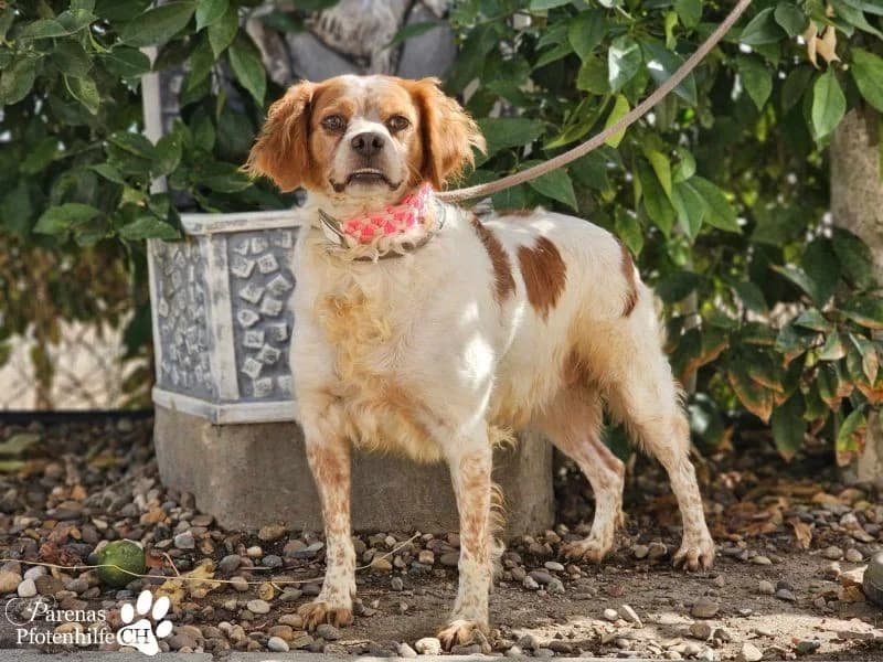 Violet Traumhündin, female Brittany Spaniel for adoption at Tierheimhelden — photo 7 of 9