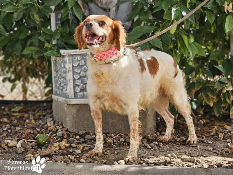 Violet Traumhündin, female Brittany Spaniel for adoption at Tierheimhelden — photo 8 of 9