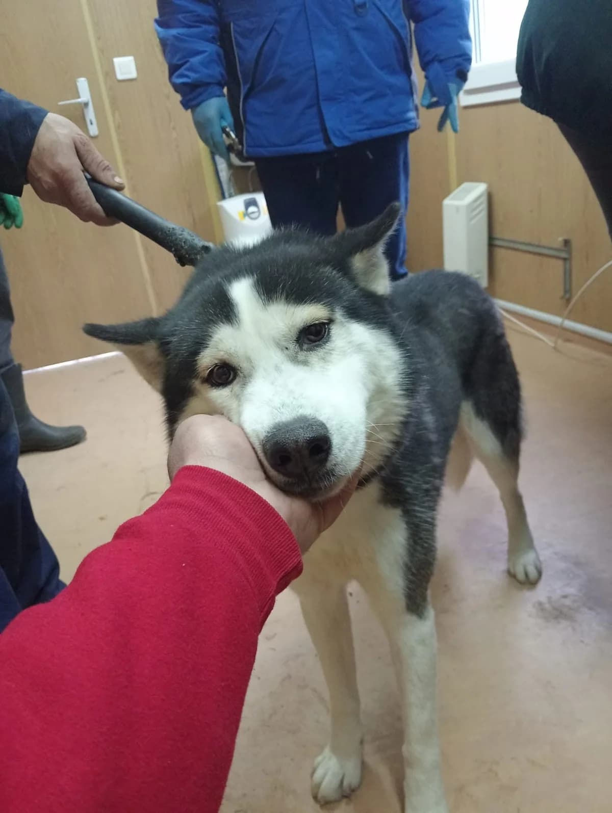 Semu, male Husky for adoption at Tierheimhelden