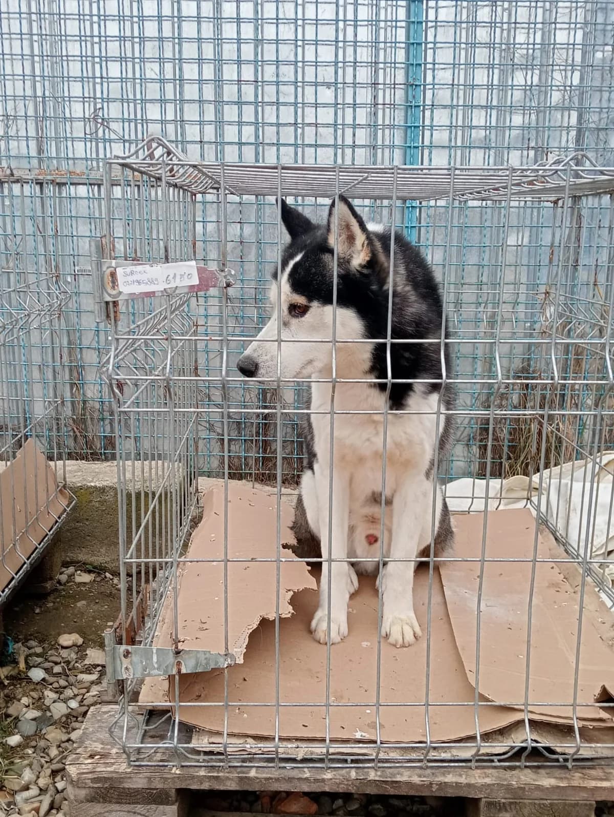 Semu, male Husky for adoption at Tierheimhelden — photo 2 of 3