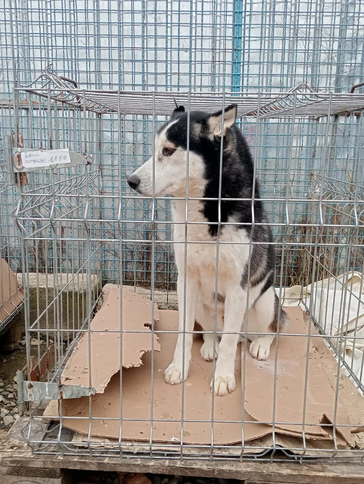 Semu, male Husky for adoption at Tierheimhelden — photo 3 of 3