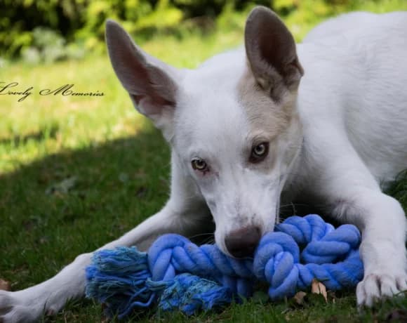 Froggy, male Mixed Breed for adoption at Tierheimhelden