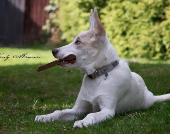 Froggy, male Mixed Breed for adoption at Tierheimhelden — photo 2 of 7
