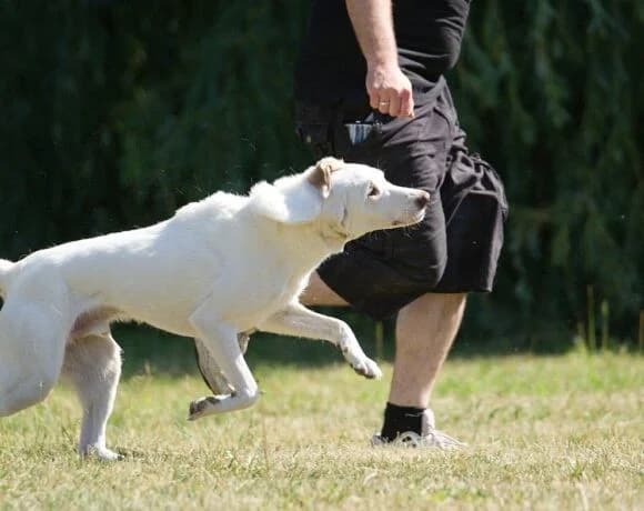 Froggy, male Mixed Breed for adoption at Tierheimhelden — photo 3 of 7