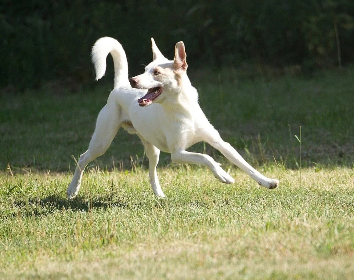 Froggy, male Mixed Breed for adoption at Tierheimhelden — photo 4 of 7