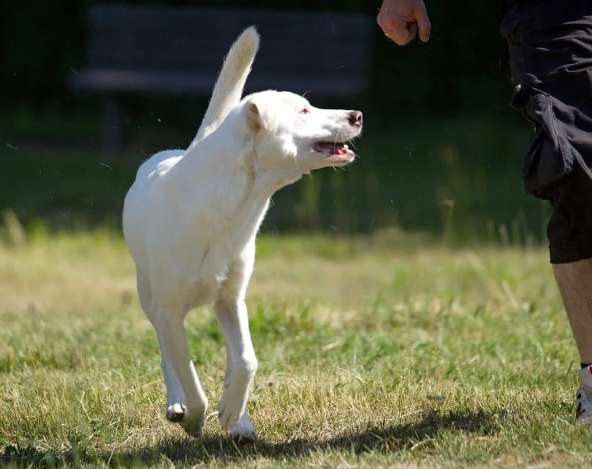 Froggy, male Mixed Breed for adoption at Tierheimhelden — photo 5 of 7