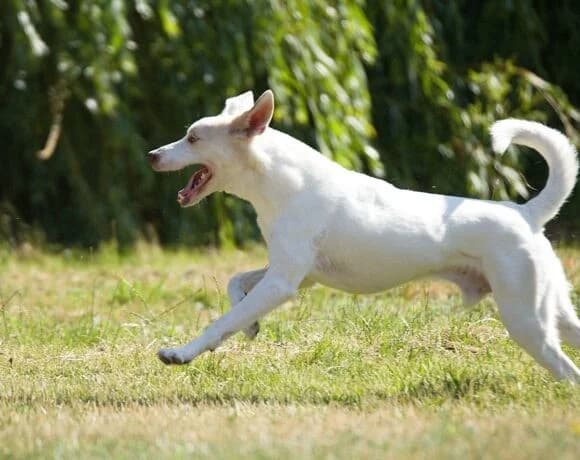 Froggy, male Mixed Breed for adoption at Tierheimhelden — photo 6 of 7