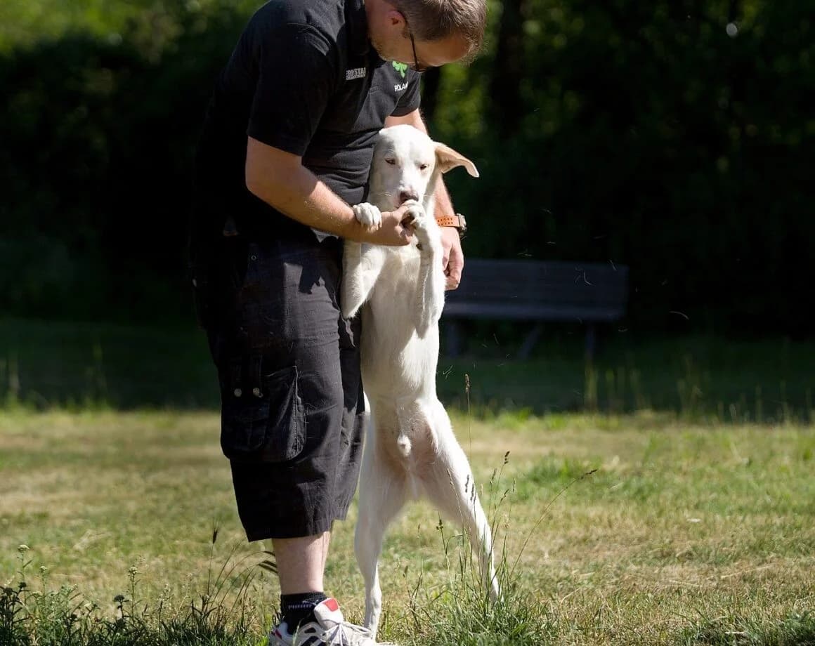 Froggy, male Mixed Breed for adoption at Tierheimhelden — photo 7 of 7