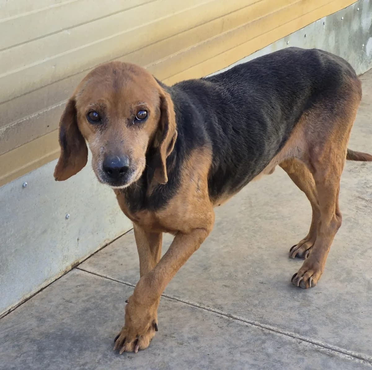 Pluto, male Mixed Breed for adoption at Tierheimhelden