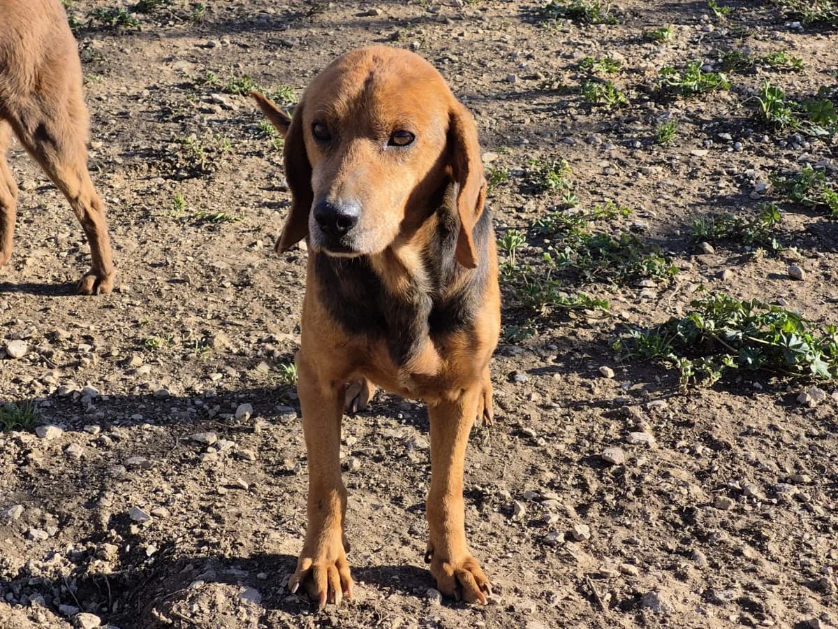 Pluto, male Mixed Breed for adoption at Tierheimhelden — photo 2 of 3
