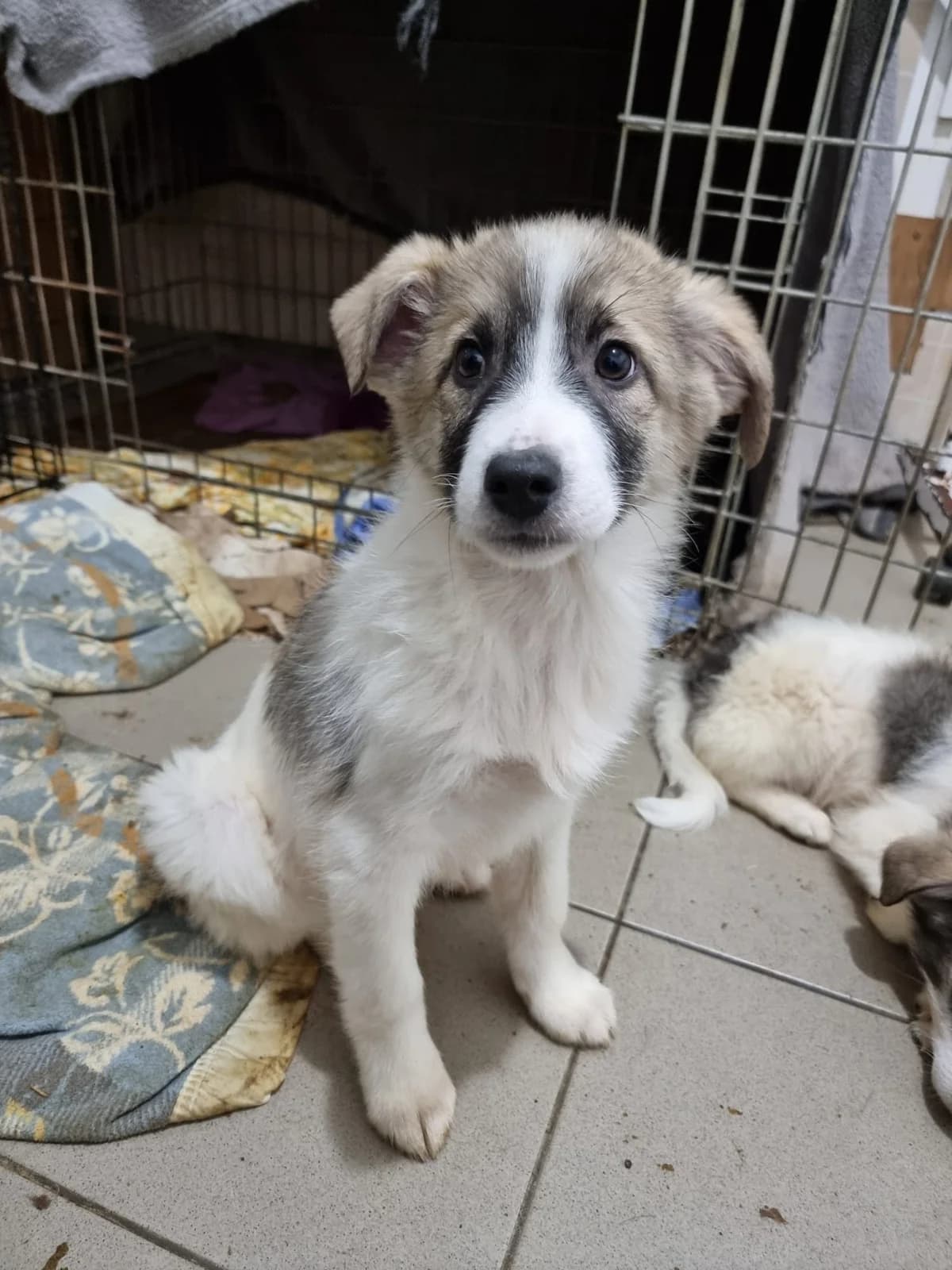 Hagrid, male Mixed Breed for adoption at Tierheimhelden
