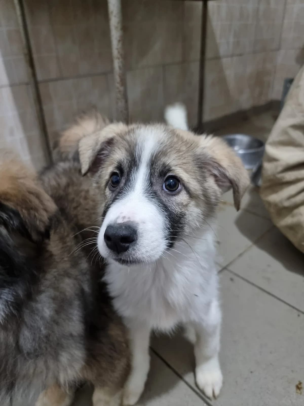 Hagrid, male Mixed Breed for adoption at Tierheimhelden — photo 3 of 3