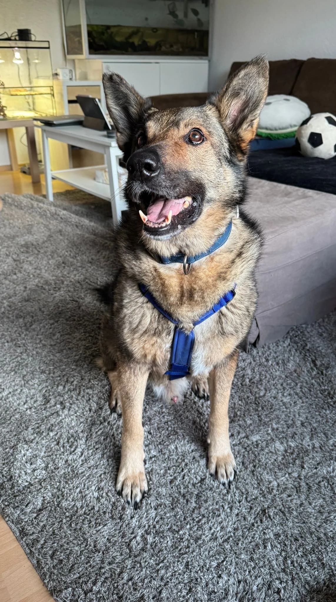 Hose, male German Shepherd for adoption at Tierheimhelden