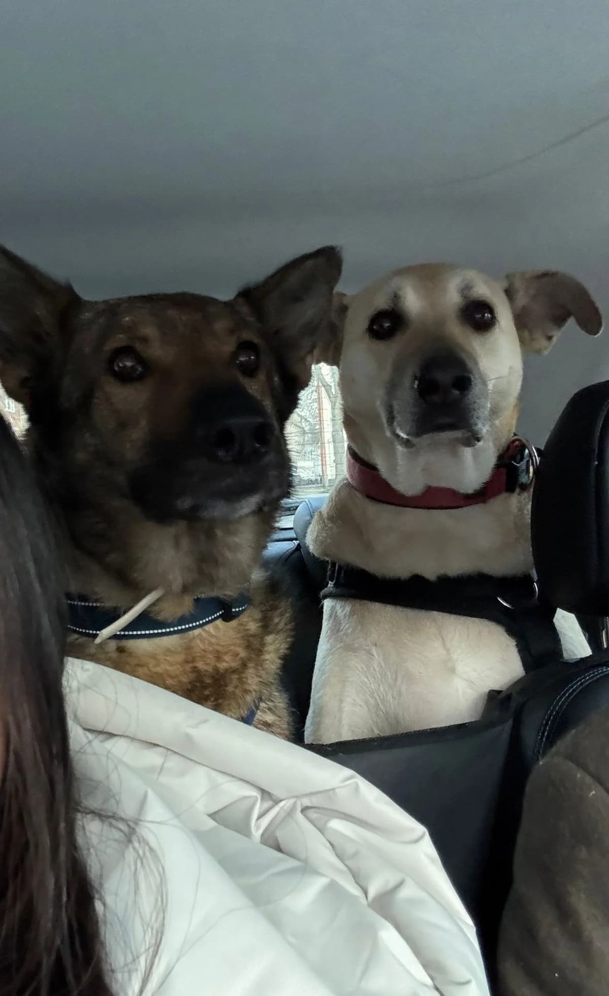 Hose, male German Shepherd for adoption at Tierheimhelden — photo 2 of 16