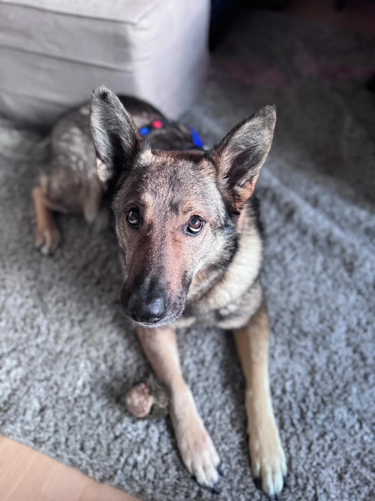 Hose, male German Shepherd for adoption at Tierheimhelden — photo 3 of 16