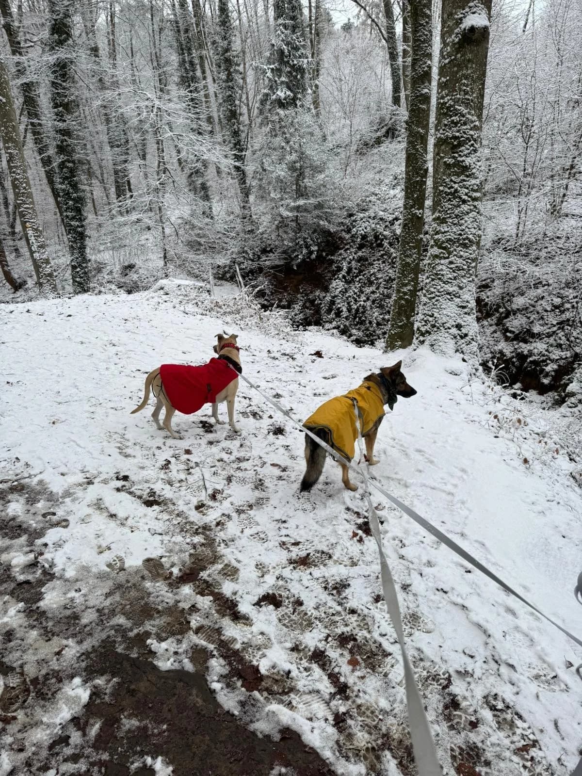 Hose, male German Shepherd for adoption at Tierheimhelden — photo 4 of 16