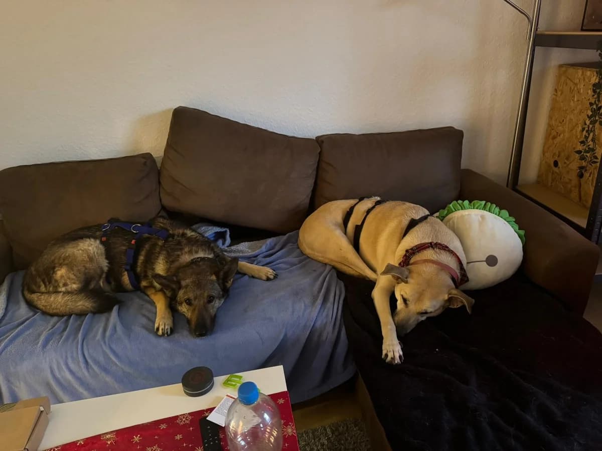 Hose, male German Shepherd for adoption at Tierheimhelden — photo 5 of 16