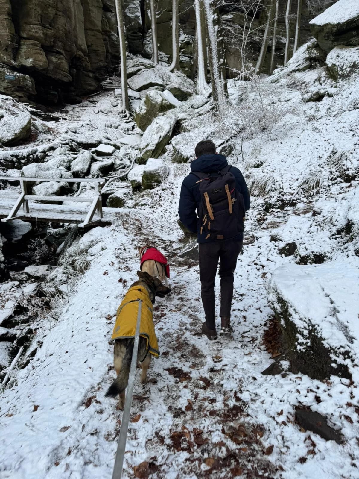 Hose, male German Shepherd for adoption at Tierheimhelden — photo 6 of 16